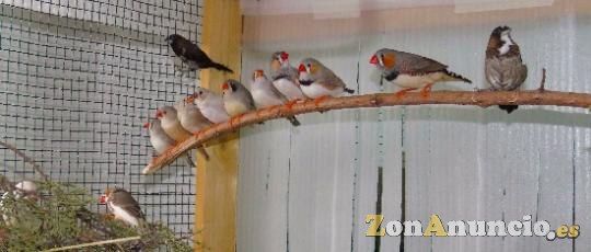 Vendo pájaros diamante mandarín